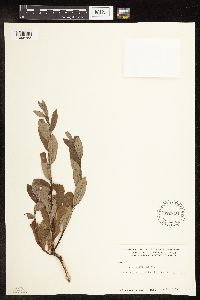 Salix barclayi image