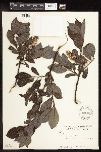 Salix barclayi image