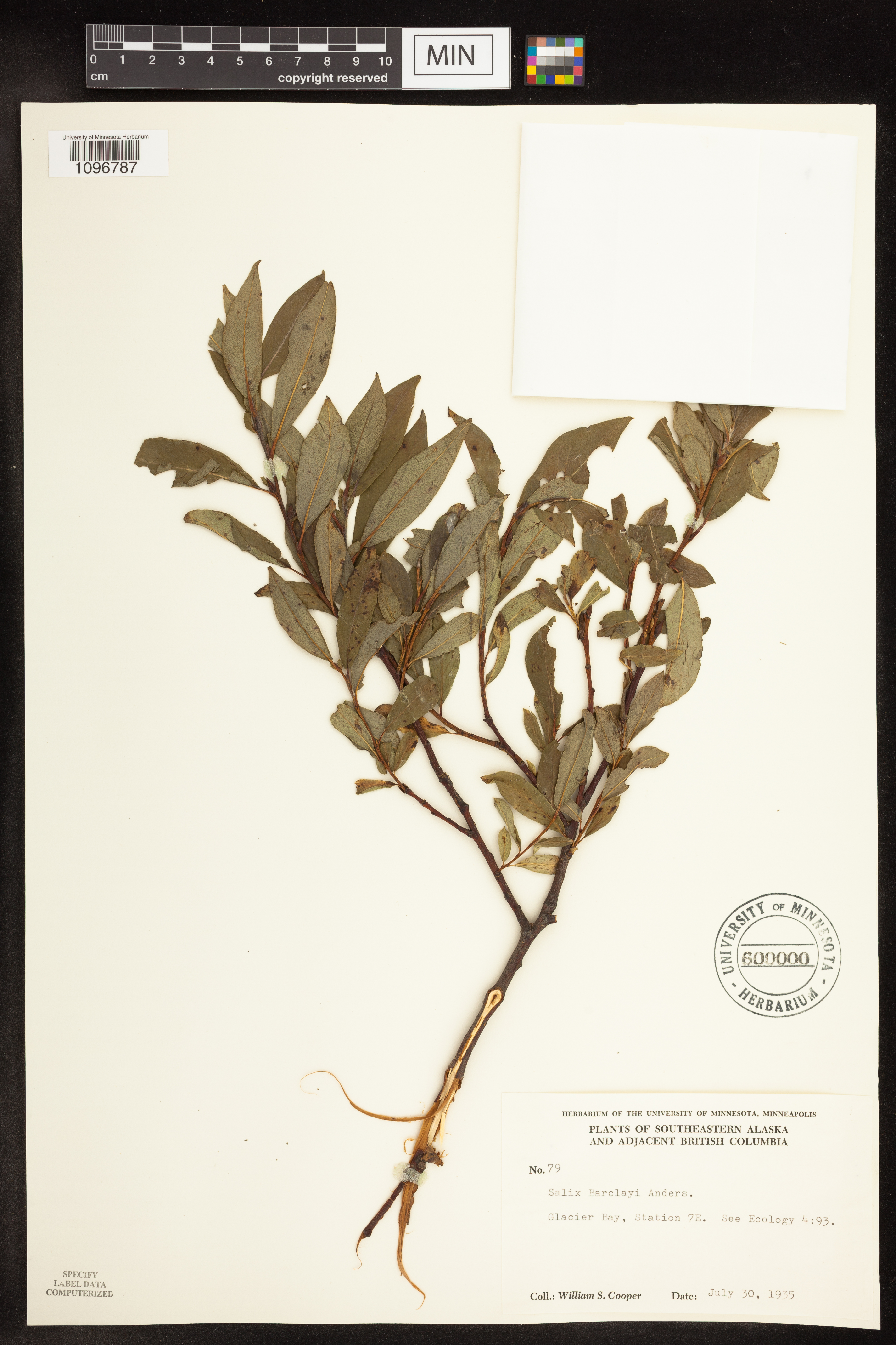 Salix barclayi image