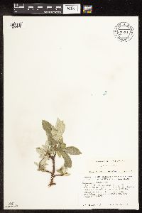 Salix barrattiana image