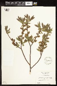 Salix commutata image