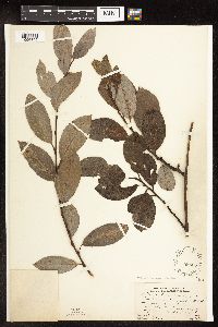 Salix discolor image