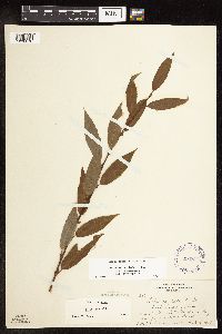 Salix eriocephala image