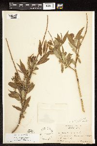 Salix famelica image