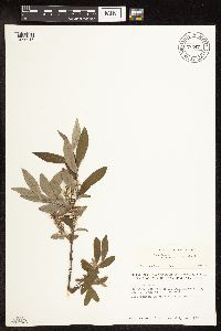 Salix glauca subsp. acutifolia image