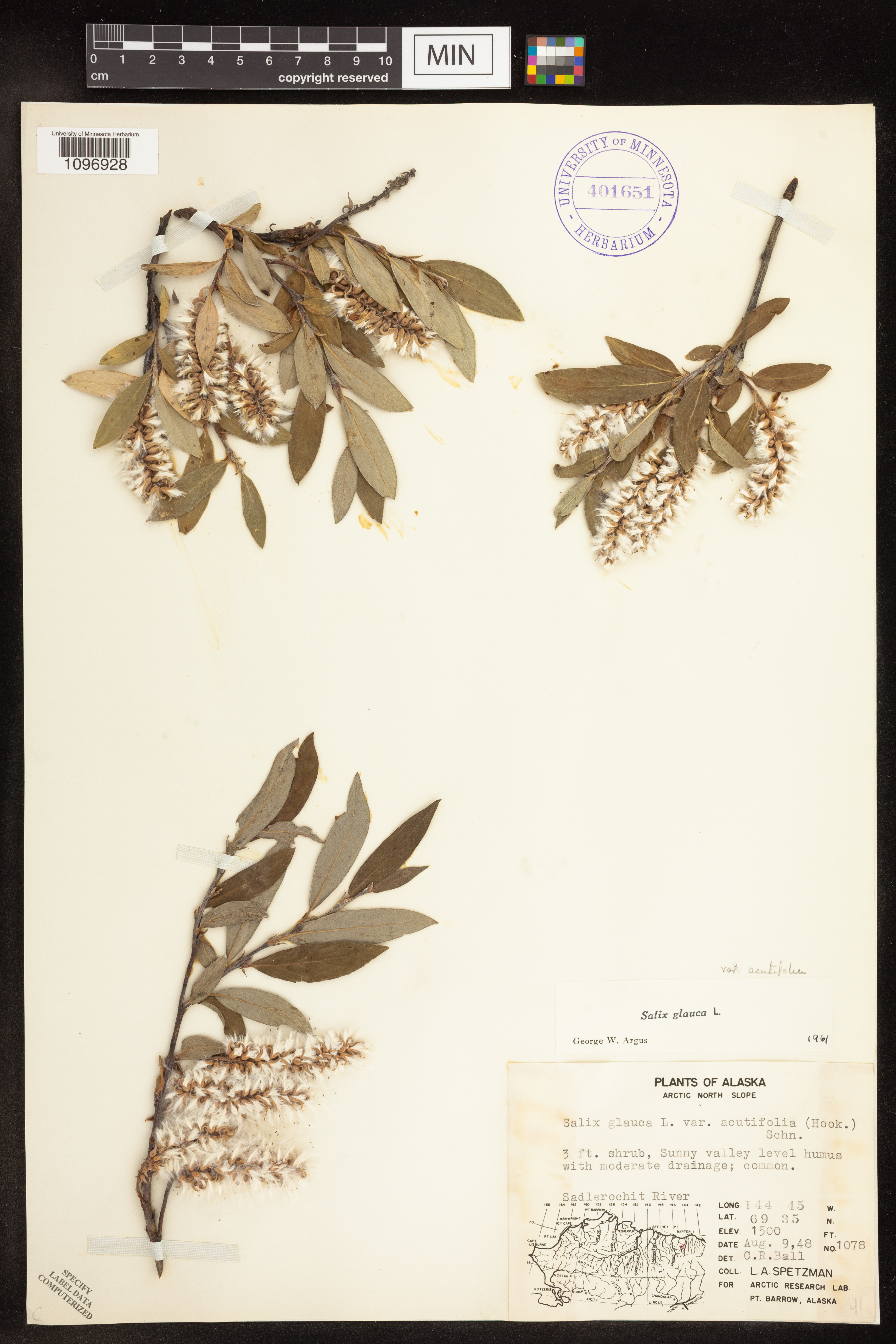 Salix glauca subsp. acutifolia image