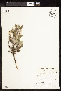 Salix glauca subsp. acutifolia image