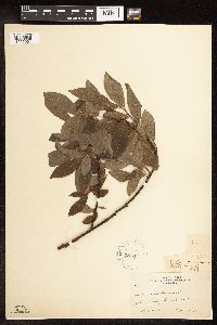 Salix humilis image