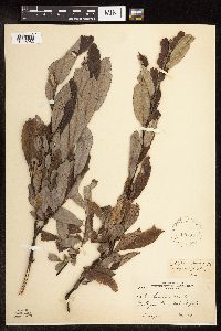 Salix humilis image