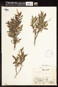 Salix niphoclada image