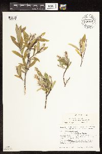 Salix niphoclada image