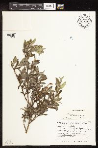 Salix niphoclada image