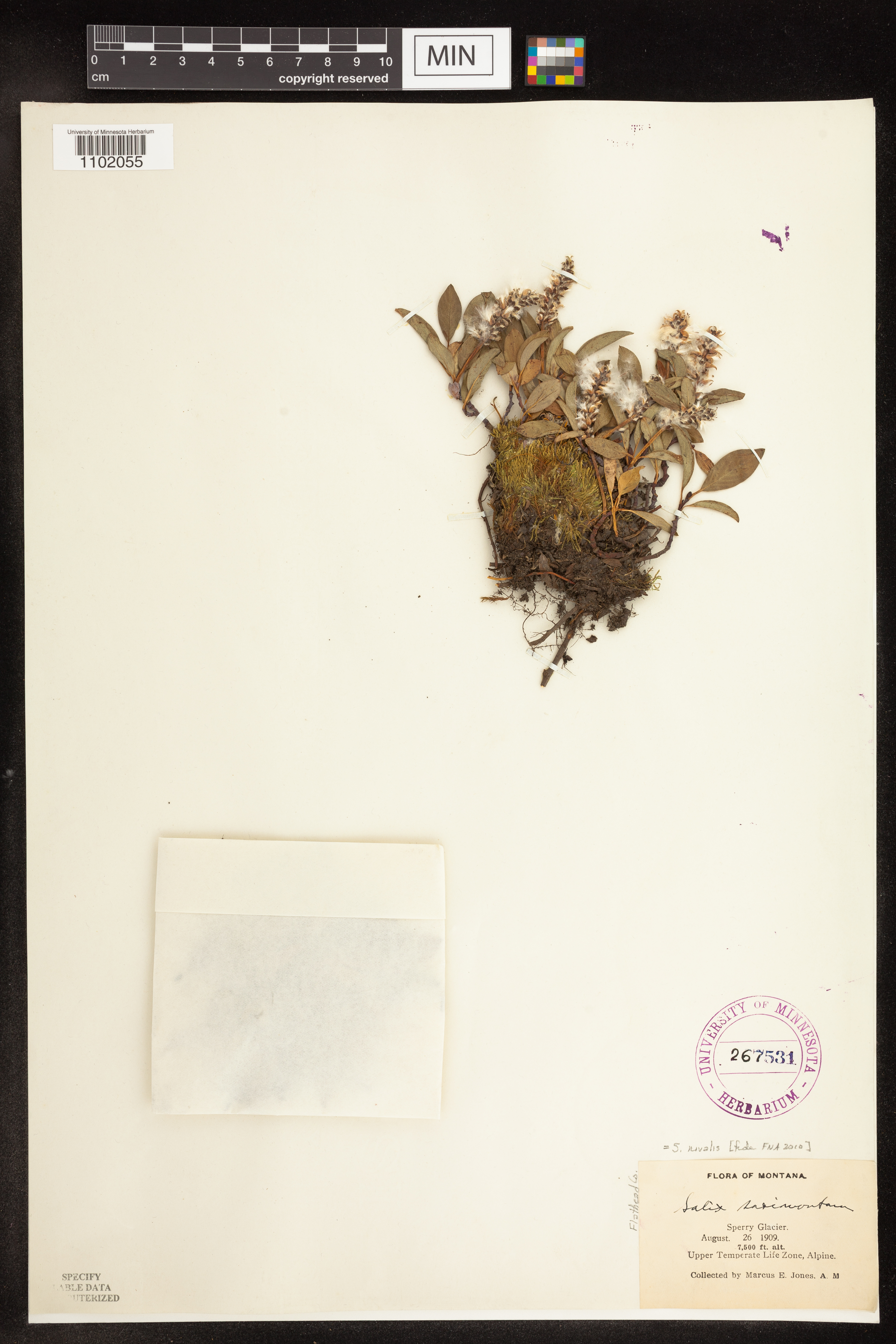 Salix nivalis image