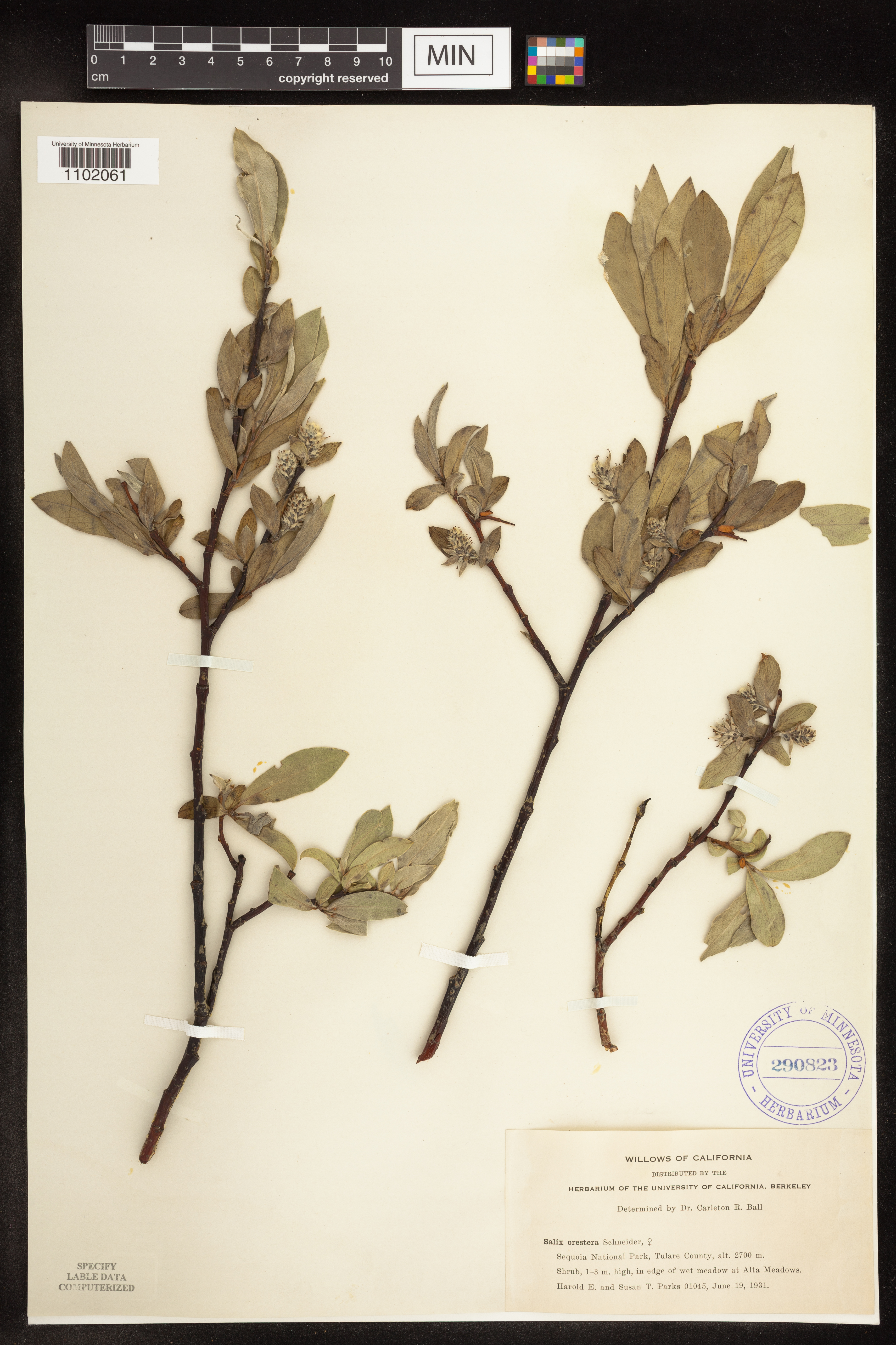 Salix orestera image