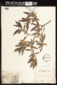 Salix orestera image