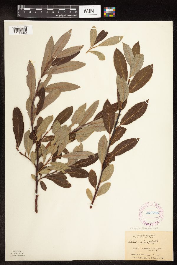 Salix image