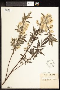 Salix petiolaris image