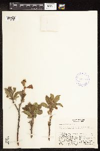 Salix richardsonii image