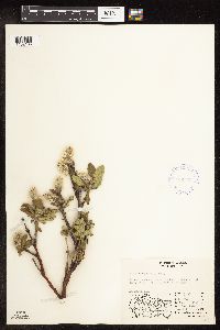 Salix richardsonii image