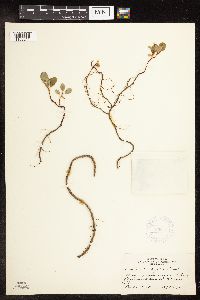 Salix rotundifolia image