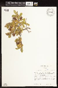 Salix setchelliana image