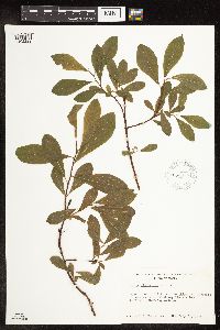 Salix sitchensis image