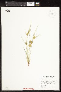 Image of Cyperus acuminatus