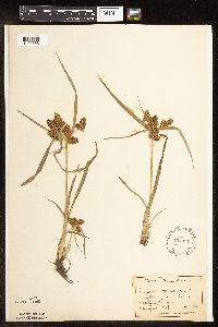 Image of Cyperus erythrorhizos