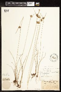Cyperus x mesochorus image