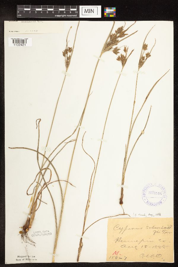 Cyperus schweinitzii image