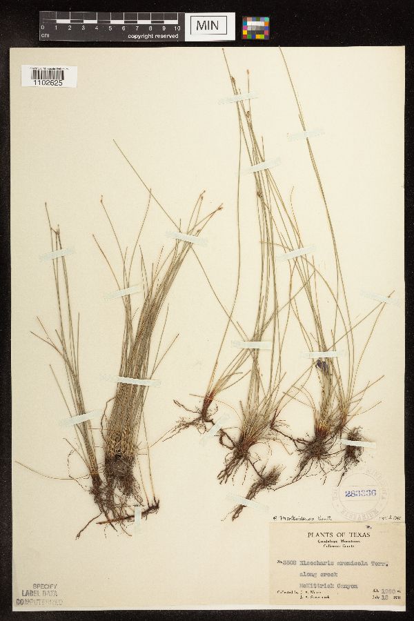 Eleocharis montevidensis image