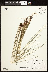 Eleocharis palustris image