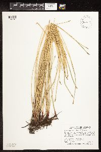 Eleocharis palustris image