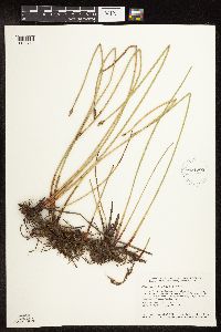 Eleocharis palustris image