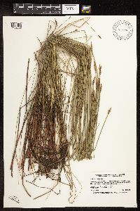 Eleocharis palustris image