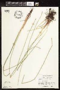 Eleocharis palustris image