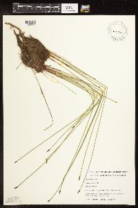 Eleocharis palustris image