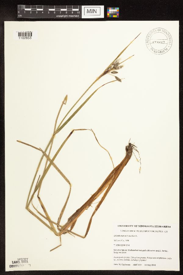 Eriophorum angustifolium subsp. angustifolium image