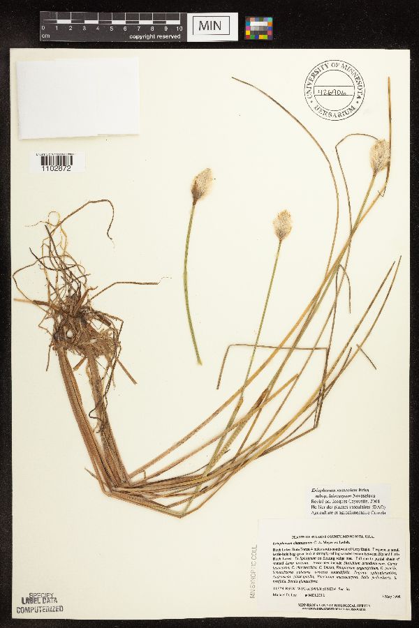 Eriophorum chamissonis image