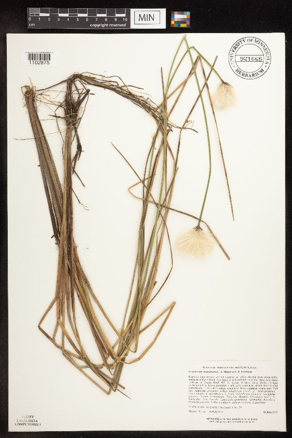 Eriophorum chamissonis image