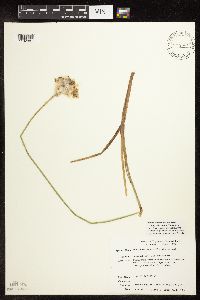 Eriophorum chamissonis image