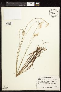 Image of Eriophorum gracile
