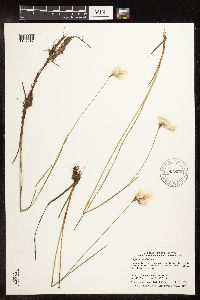 Eriophorum tenellum image