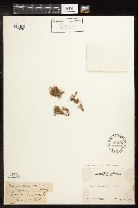 Cyperus hemioccidentalis image