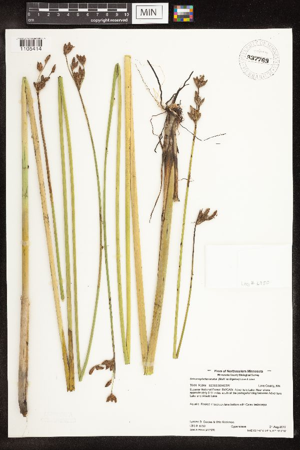 Schoenoplectus acutus image