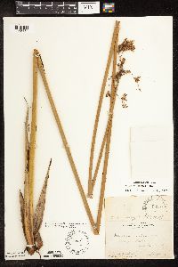 Schoenoplectus acutus x tabernaemontani image