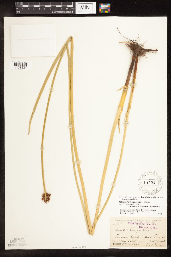 Schoenoplectus americanus image