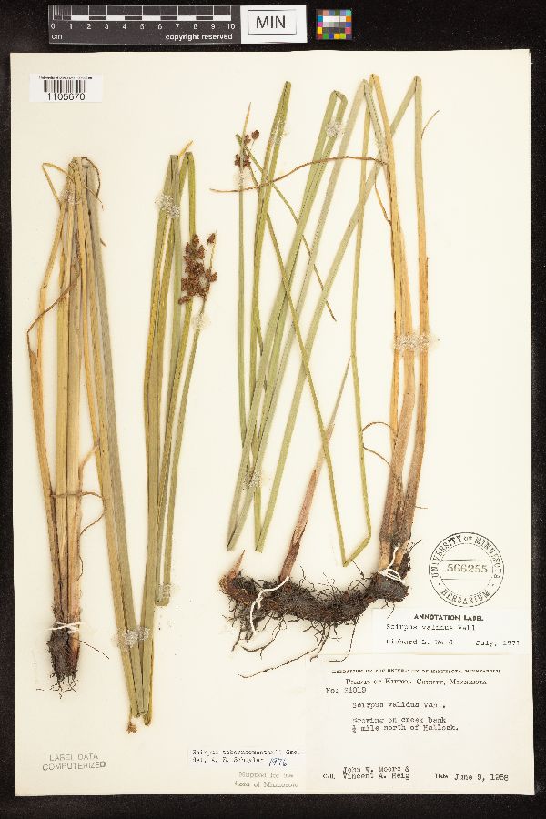 Schoenoplectus tabernaemontani image