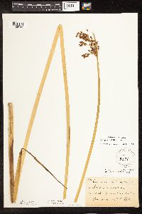 Schoenoplectus tabernaemontani image