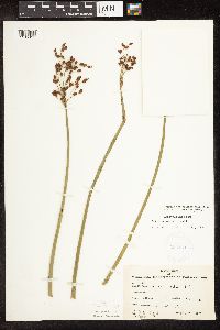 Schoenoplectus tabernaemontani image